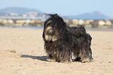 LHASSA APSO 316